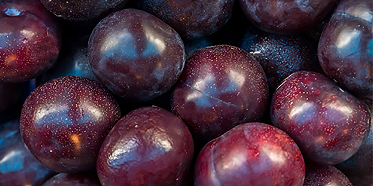 Come ridurre la perdita peso post raccolta nelle nettarine e susine